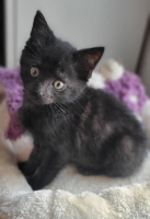 Adopter  chat : Bessie