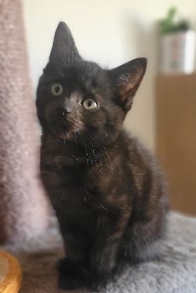 Adoption Bessie