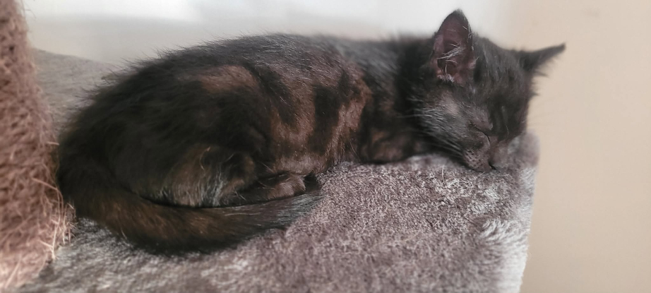 Adoption Bessie