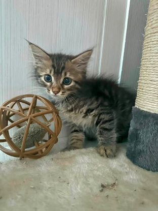 Adopter Ambre