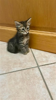Adopter Ambre