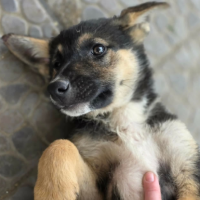 Adopter  chien : Zoe