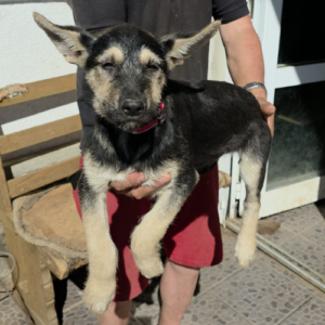 Adopter Zoe
