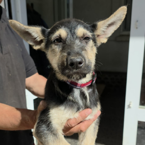 Adopter Zoe