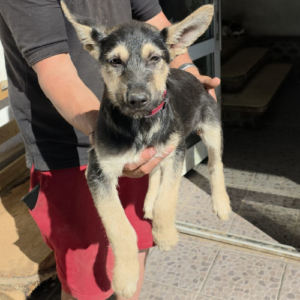 Adoption Zoe