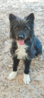 Adopter  chien : Miren
