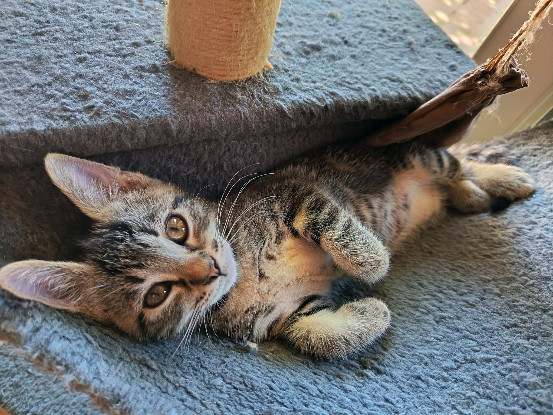 Adopter Batna