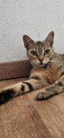 Adopter  chat : Yuka