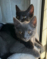 Adopter  chat : Neela & janie