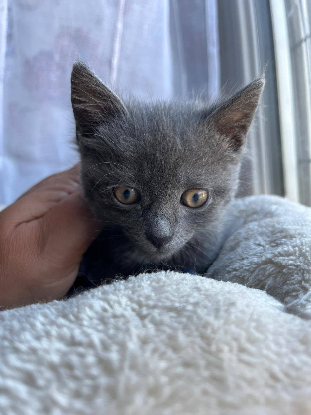 Adopter Neela & janie