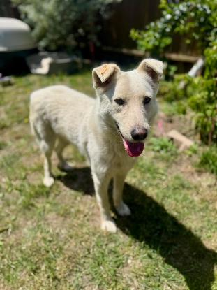 Adopter Polar