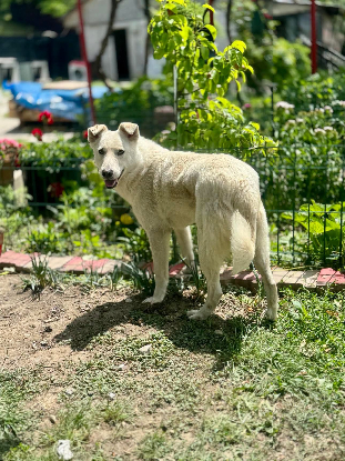 Adopter Polar