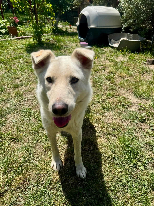 Adoption Polar