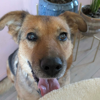 Adopter Miga