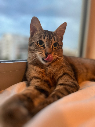Adopter Neta