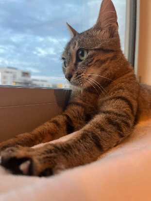 Adopter Neta