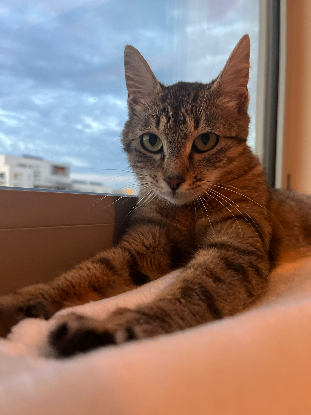 Adopter Neta