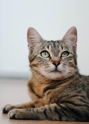 Adoption Neta