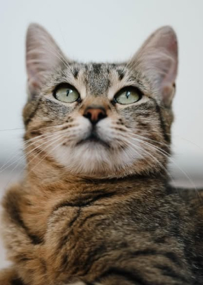 Adoption Neta
