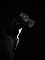 Adopter  chien : Volt