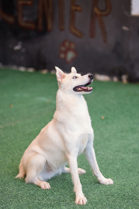 Adopter Chester