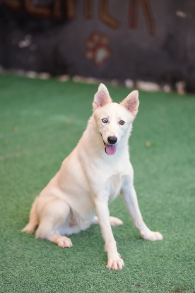 Adopter Chester