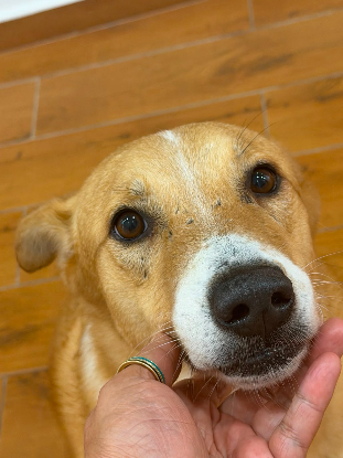Adopter Hardy