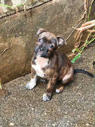 Adopter Manapany