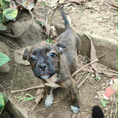 Adopter Manapany