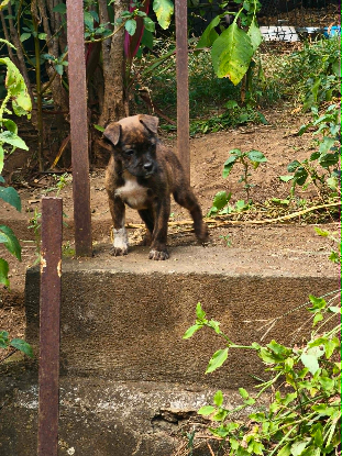 Adoption Manapany