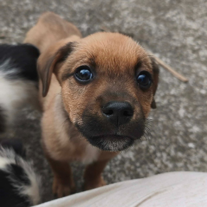 Adoption Mafate
