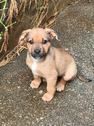 Adoption Mafate