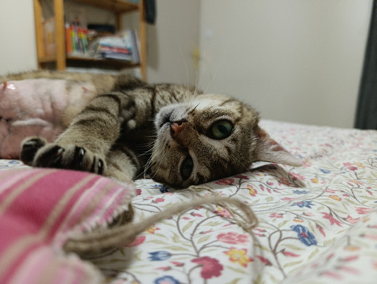 Adopter Sweetie