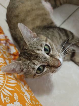 Adopter Sweetie
