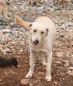Adopter Creampuff
