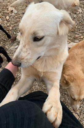 Adoption Creampuff