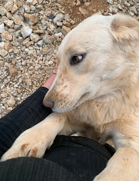 Adoption Creampuff