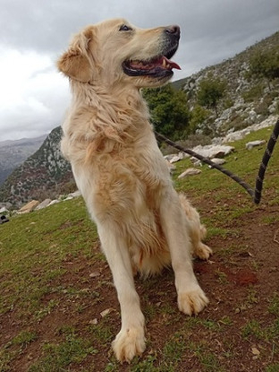Adopter Biba