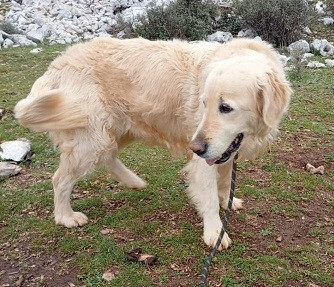 Adopter Biba