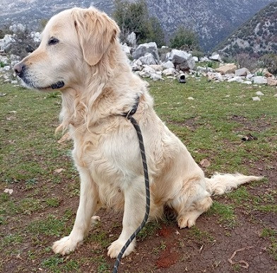 Adoption Biba