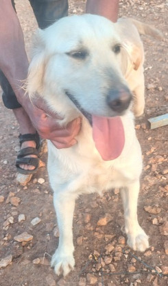 Adopter Daisy