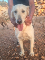 Adopter  chien : Daisy