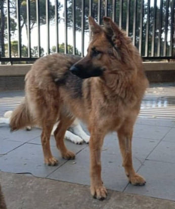 Adopter Diva