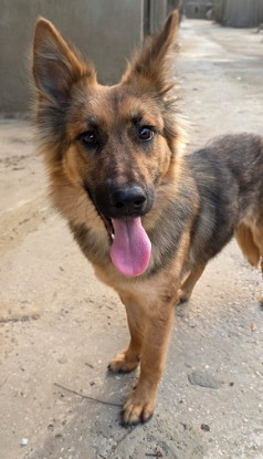 Adopter Diva