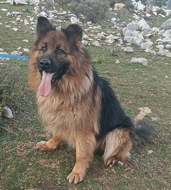 Adopter Roy