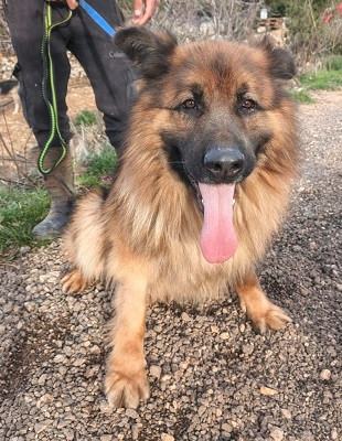 Adopter Roy