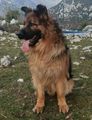 Adoption Roy