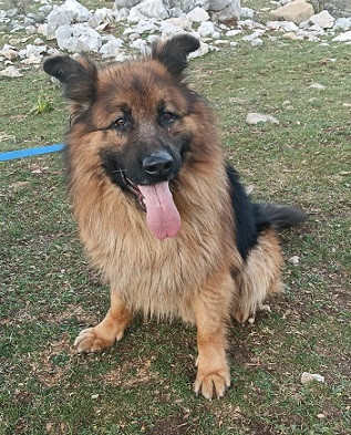 Adoption Roy