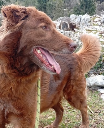 Adopter Pim's