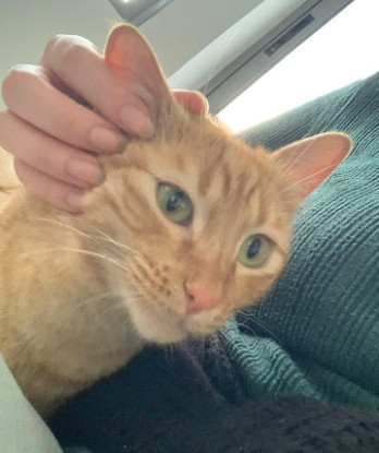 Adopter Orange